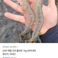 [카카오]26년 제철 신안 활새우 1kg 28미내외 (14,070원/무료)