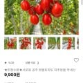 [자사몰]방울토마토 1.5kg (9,900원/무료)