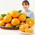 [옥션]유나네농장 노지감귤 10kg 로얄과(11,900원/무배)