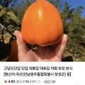 [네이버]고당도 대봉감 반시 5kg (9,830원/무료)