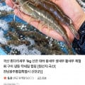 [네이버]국산 활 흰다리새우 1kg 30미내외 (13,900원)(4,000원)