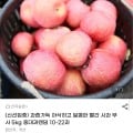 [G마켓]국내산 부사 사과 중대과 5kg (18,800원/무료)