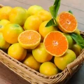 [11번가]제주 극조생 노지감귤 로얄과 4.5kg (9,900원/무료)