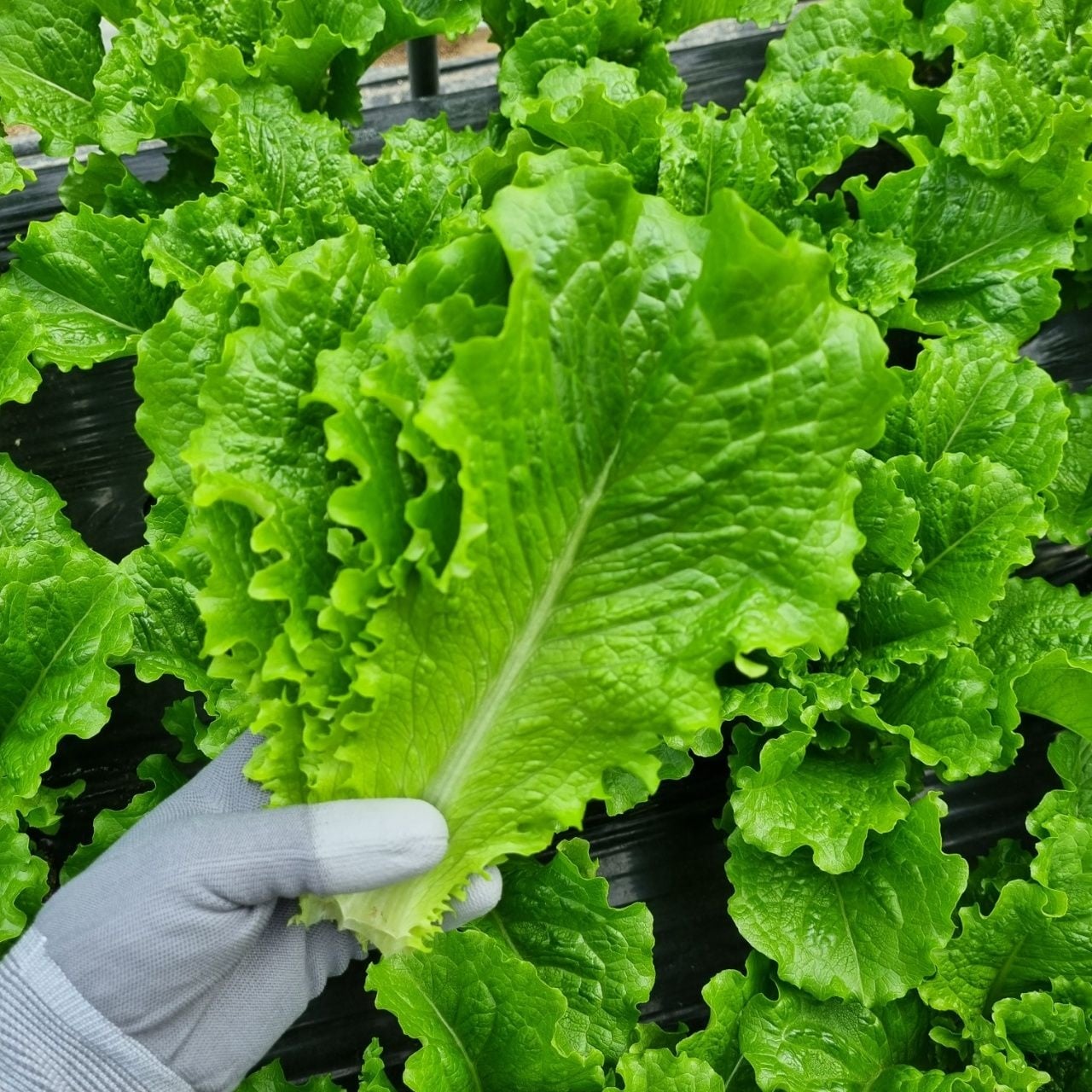 [롯데온] 로메인 상추 1kg (4,990원/무료)