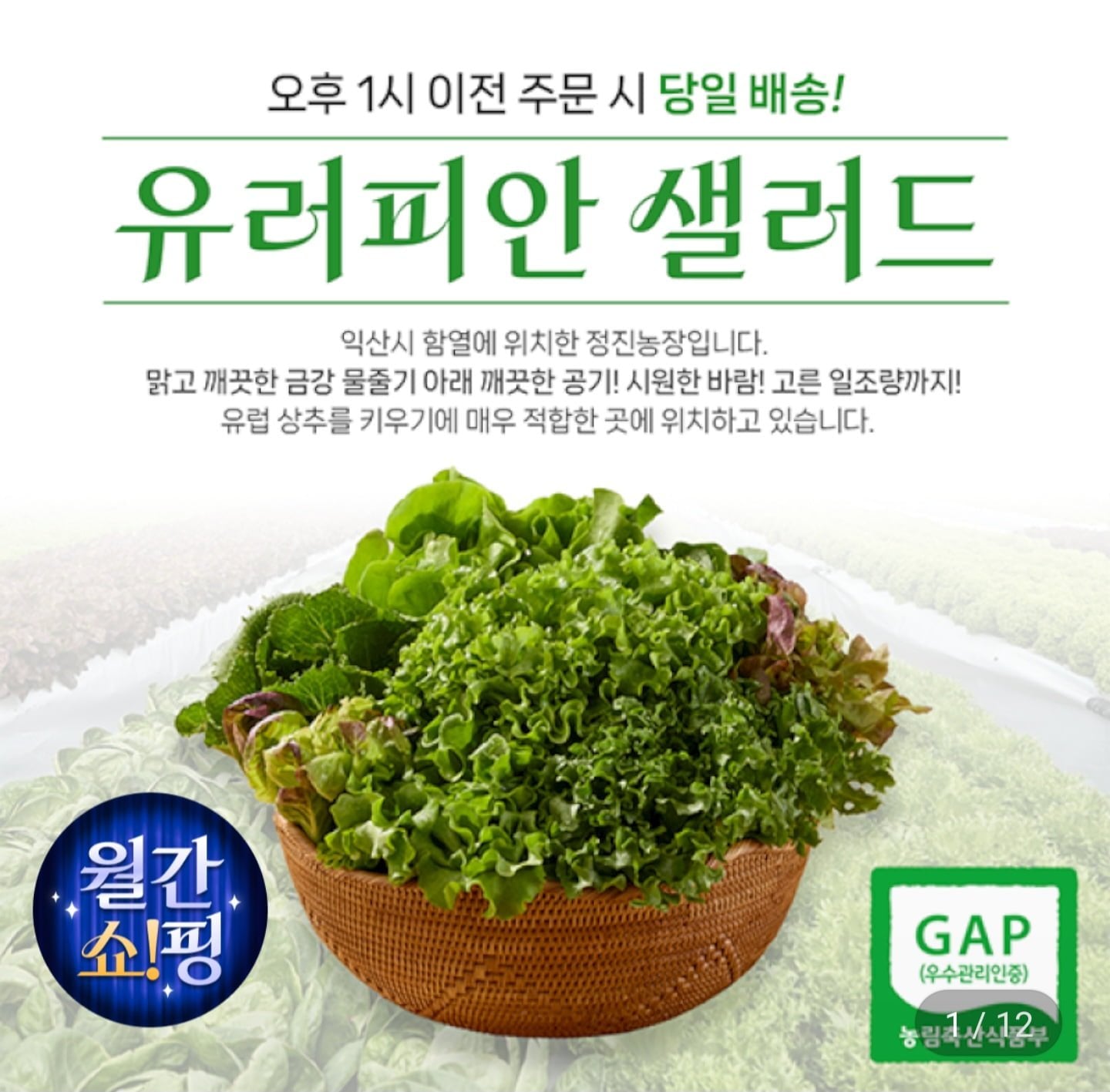 샐러드상추쌈채소 1kg (6,170원/무료)